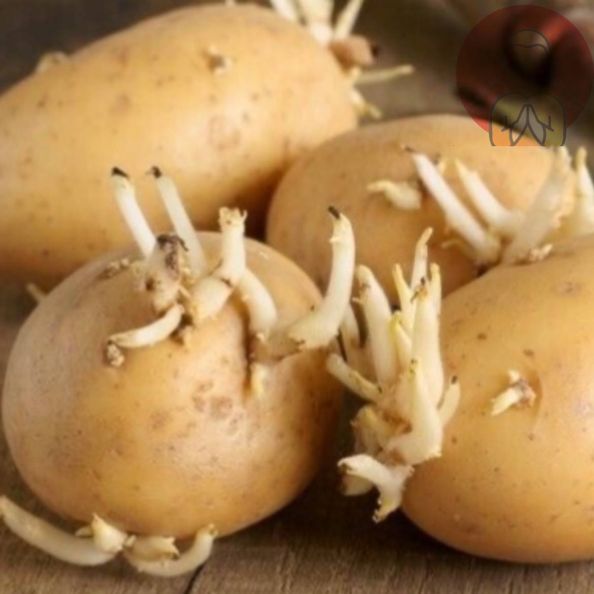 Poisonous potato update. Пророщенная картошка. Моржи картошка проросла. Проросшая картошка заполонила. Проросший картофель в ящике.