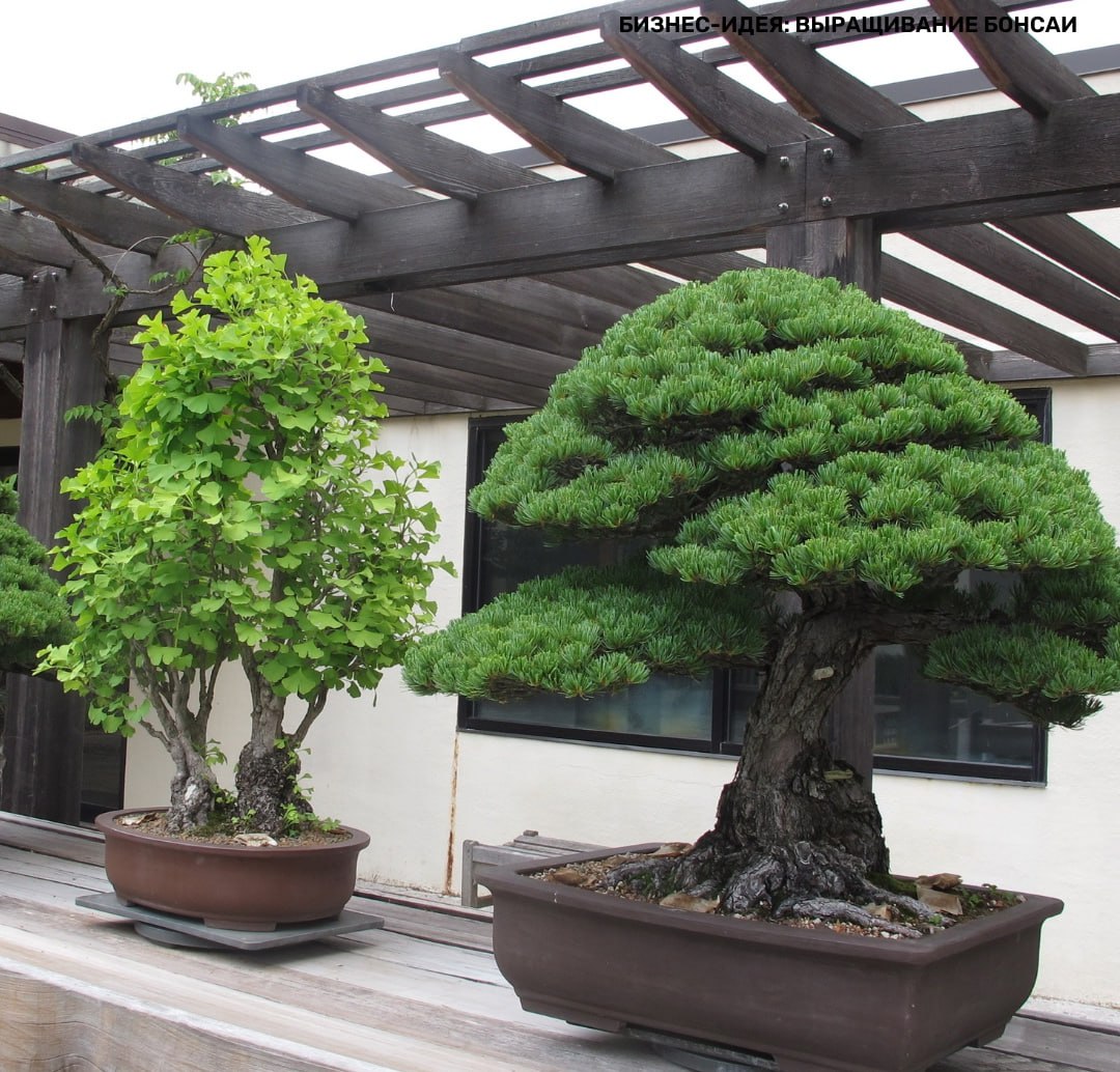 деревья из японии