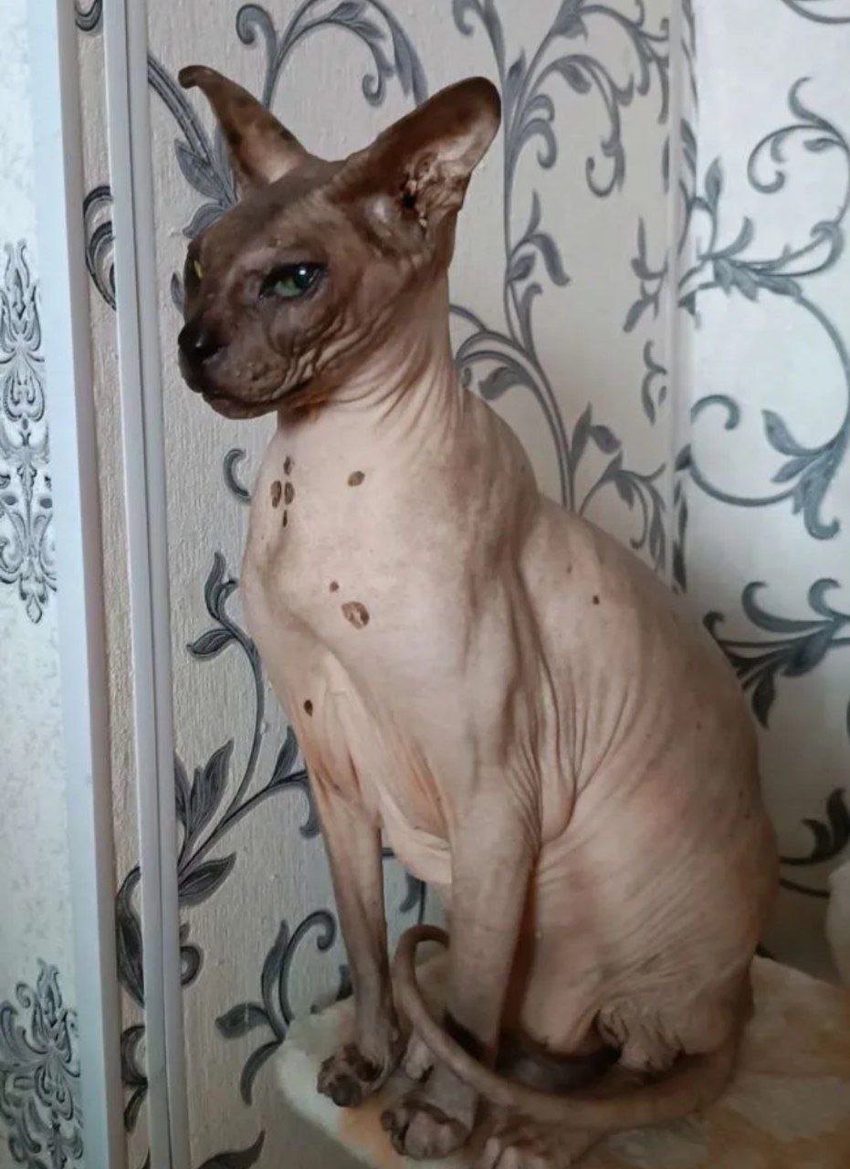 Сфинкс кошка. Отдам сфинкса в добрые руки. Отдам сфинкса в добрые руки. Отдам сфинкса в добрые руки. Отдам сфинкса в добрые руки.