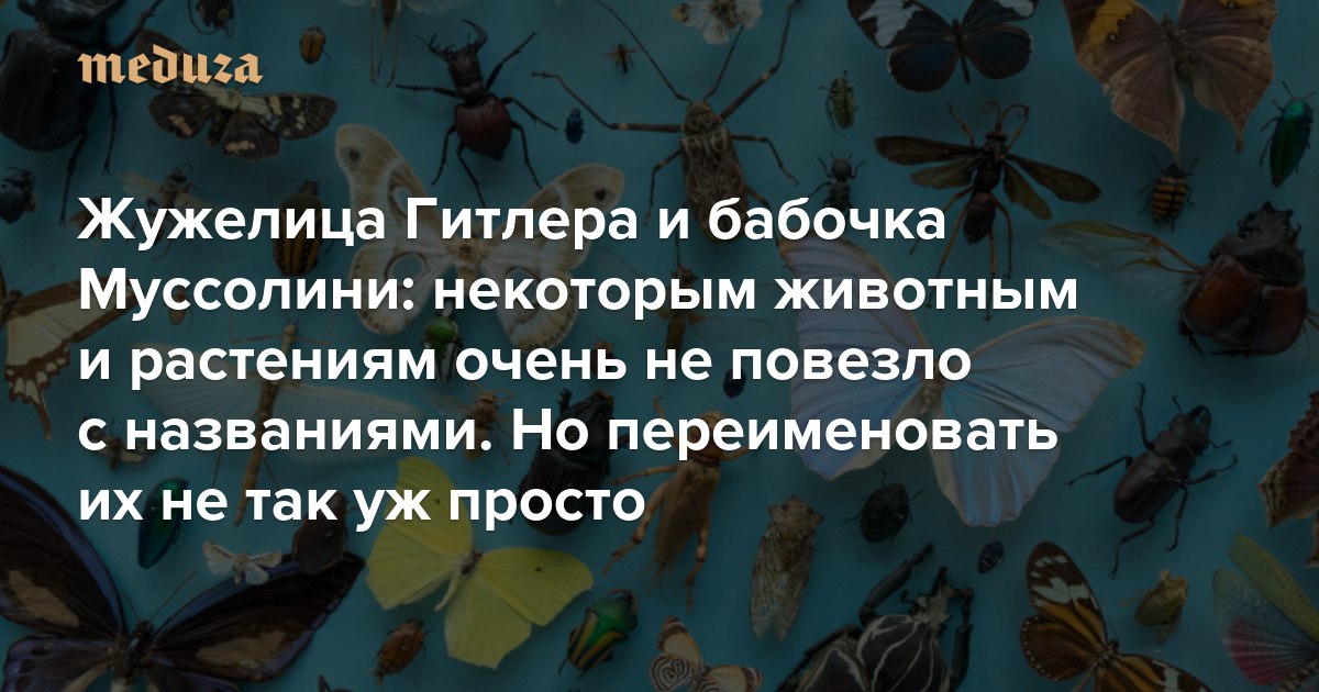 Жук В Честь Гитлера