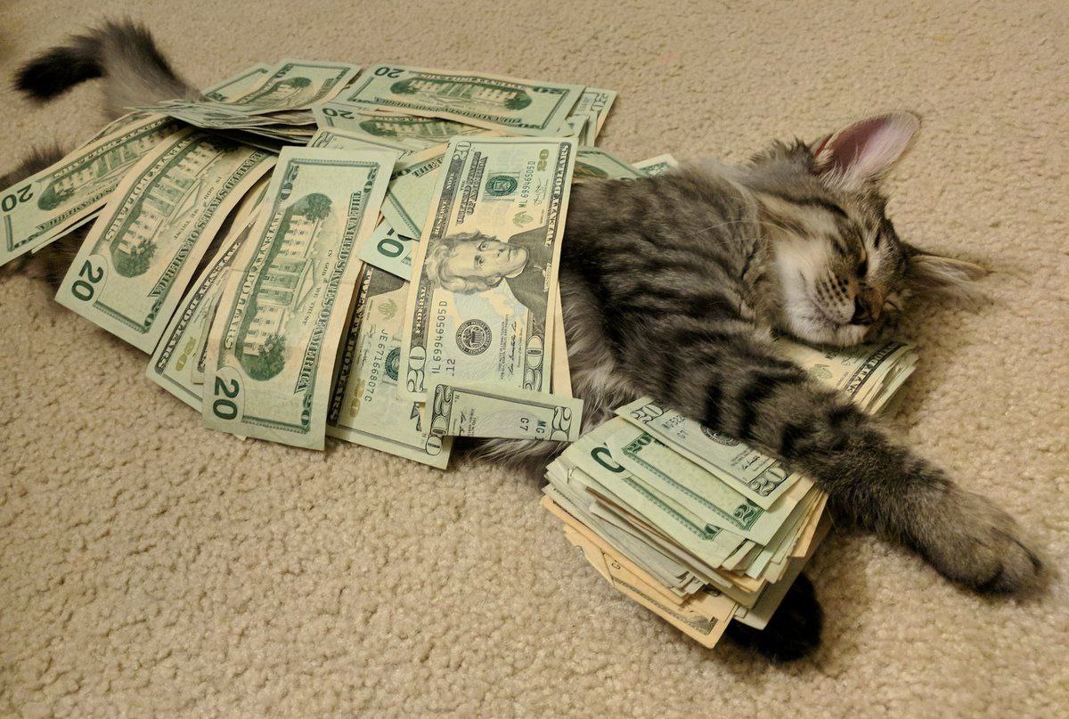 Куче приколы. Смешные деньги. Деньги картинки. Кошка с деньгами. Смешные котики с деньгами.