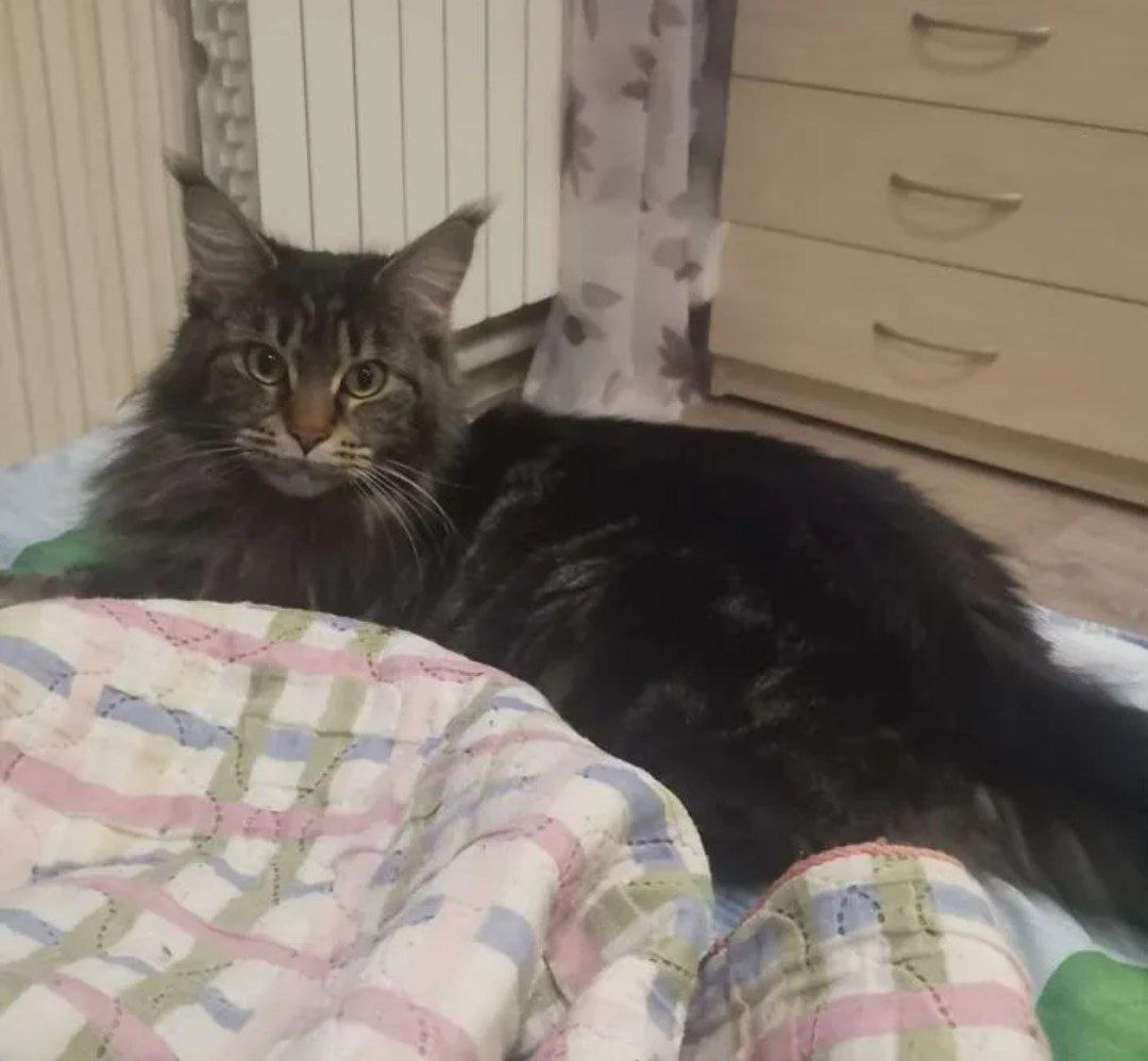 Котята мейн-куна в добрые. Кун отдам. Найден мейн кун. Мейн кун 3 года. Кун отдам.