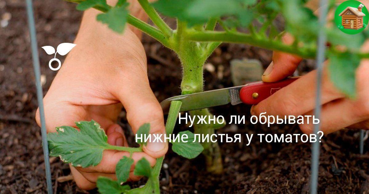 Обрезание томатов. Пасынковать помидоры. Обрезание листьев у помидор в теплице. Обрывать листья на помидорах. Пасынкование томатов.