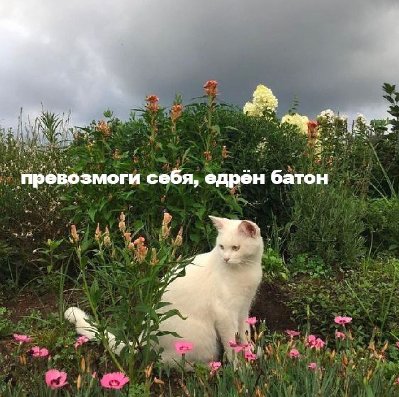 Котики эстетик. Эстетика кошек. Белая кошка Эстетика. Эстетичные котики. Котики для эстетики.