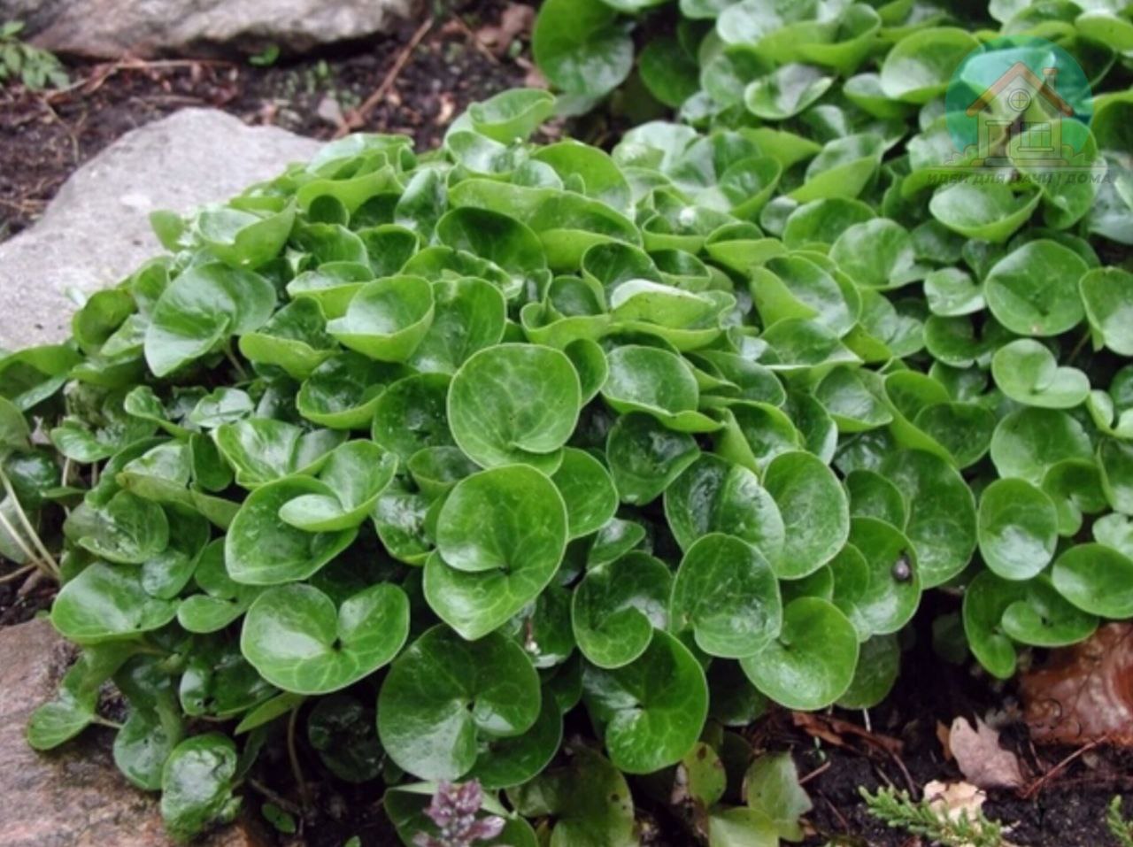 Копытень. Копытень Европейский Asarum europaeum. Копытень растение. Копытень (Asarum). Хоста копытень Европейский.