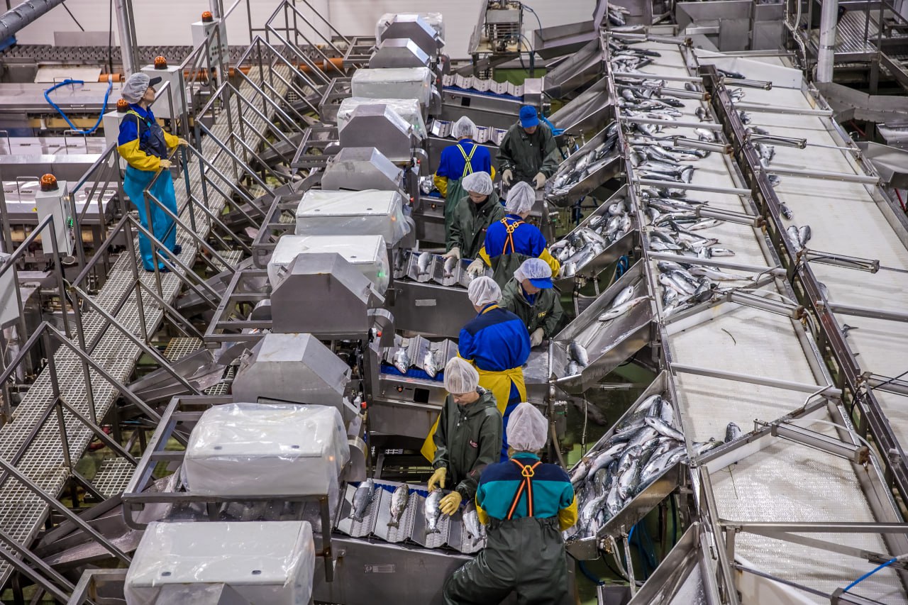 ассоциация добытчиков минтая. добыча лосося на камчатке. Fish gov. выпуск мальков рыб в реку. Fish gov.