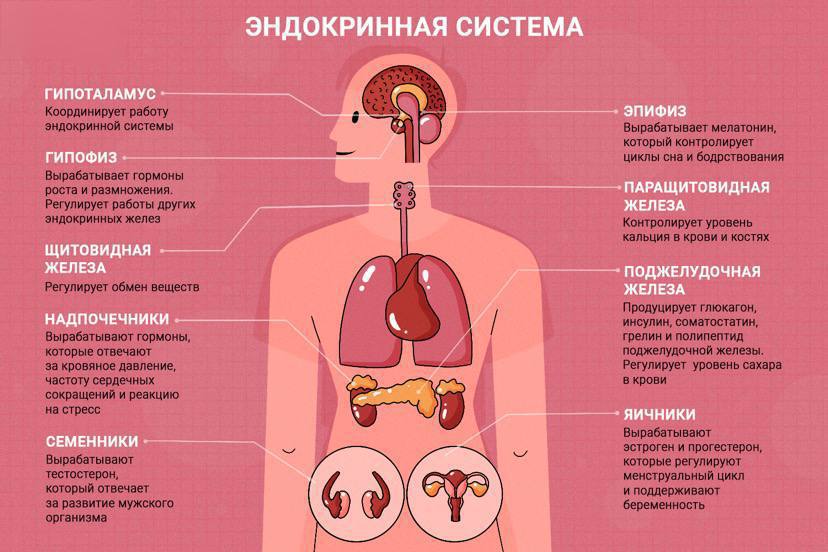 Функции эндокринная система железы внутренней секреции. Эндокринная система человека железы внутренней секреции. Функции. Что делает эндокринная система. Функции.