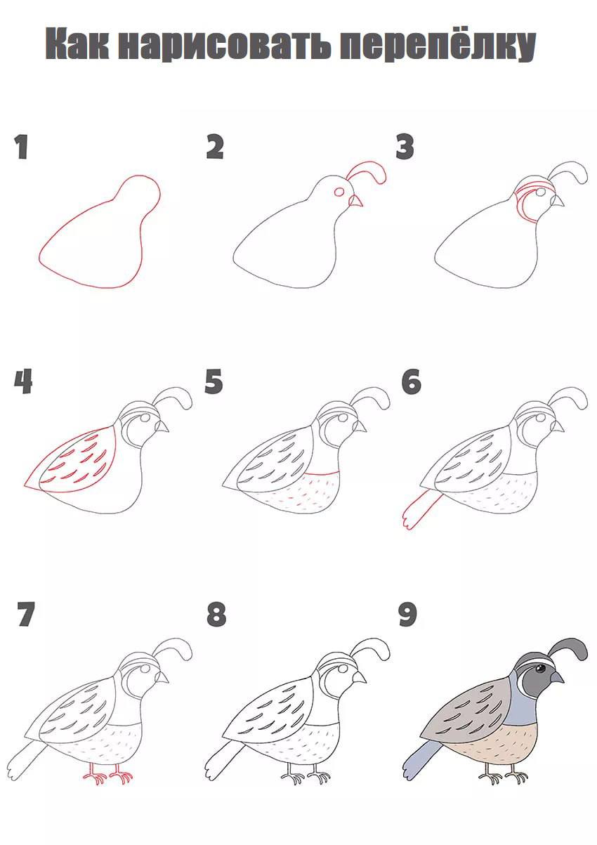 Как нарисовать перепелку