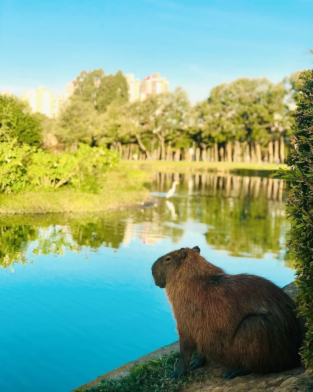 Capybara rock rust фото 90