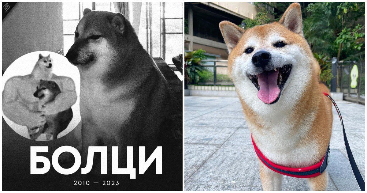 Мем с собакой сиба ину и игрушками