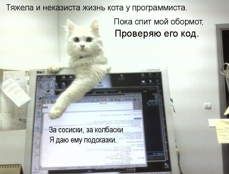 Qr котик. Котик код. Кошачьи кода. Кот код. Юмор.