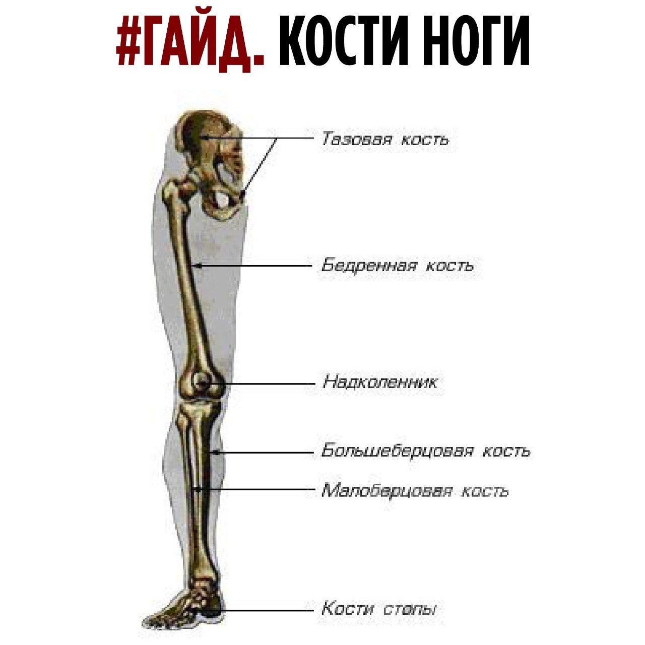 Ростовая кость ноги.