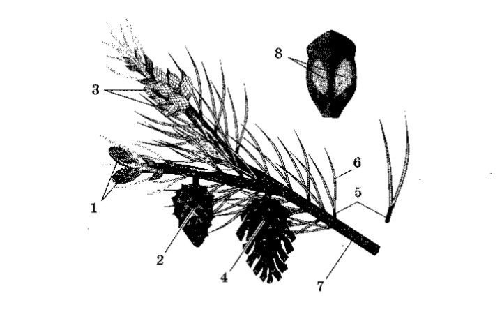 Каким номером на рисунке обозначен укороченный побег сосны с чешуевидными и игловидными листьями
