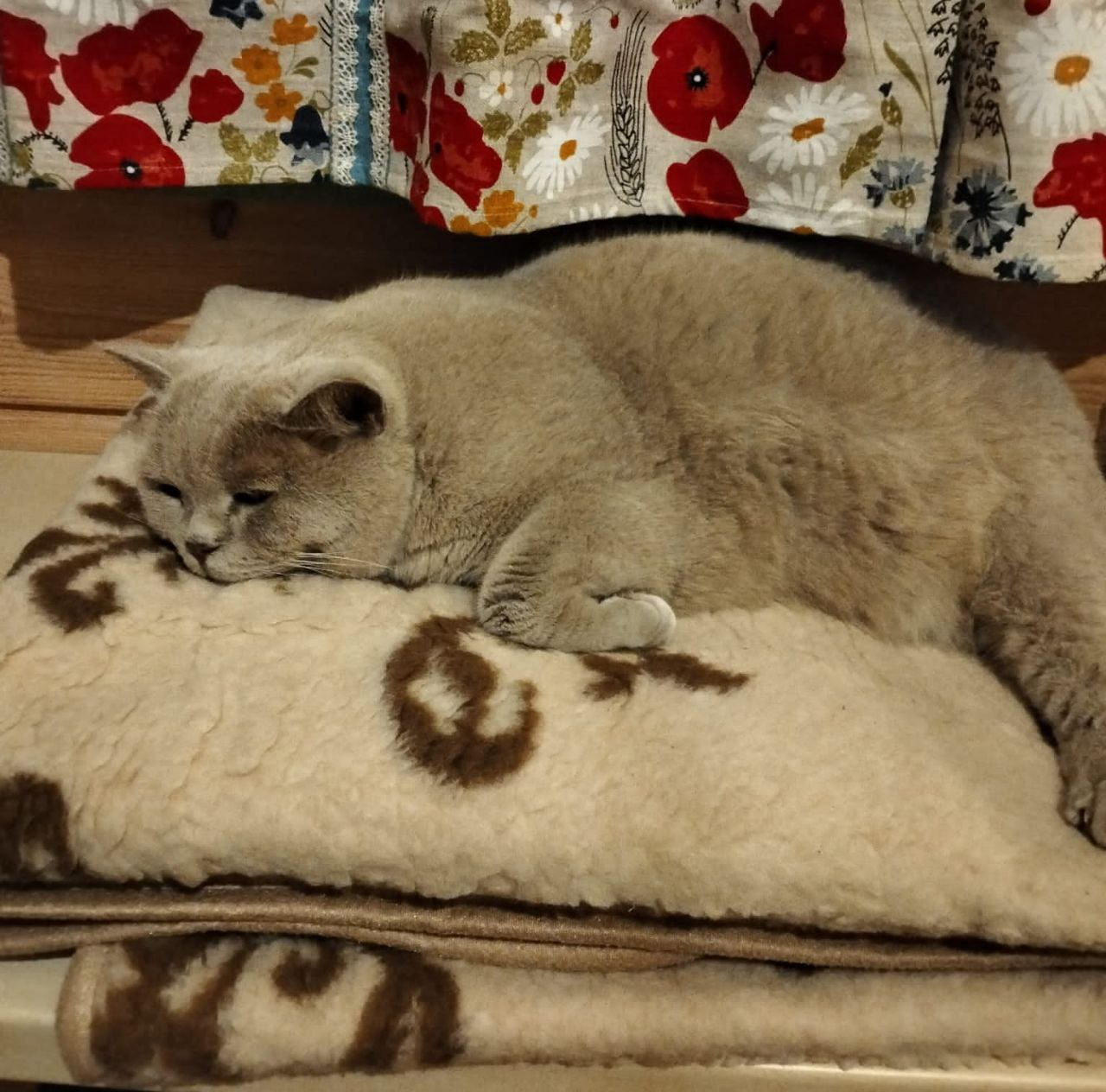 Кот ранд. Кот ранд