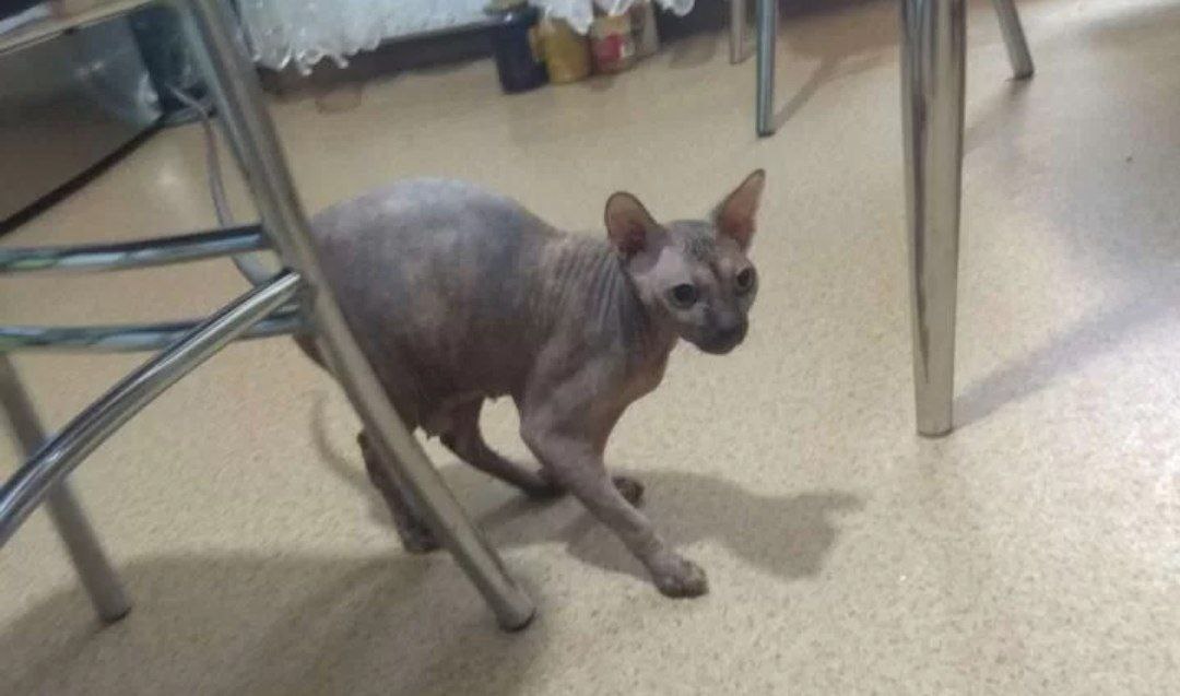 Котят сфинкса в добрые. Отдам сфинкса в добрые руки. Отдам сфинкса в добрые руки. Отдам сфинкса в добрые руки. Сфинкс с сисями.